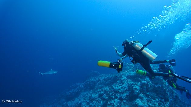 requin en mer rouge en plongée