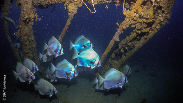 faune sous marine des philippines