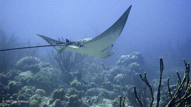 plonger au Panama dans une réserve naturelle