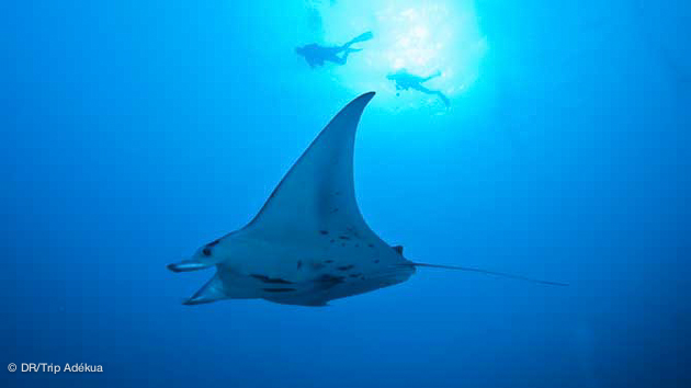 raie manta à Palaos