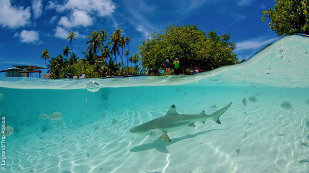 voyage plongée en polynésie francaise
