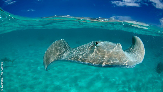reve de plongeur à tahiti