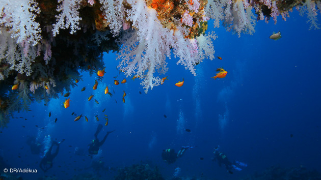 croisière plongée aux maldives avec Dive Trip Adékua
