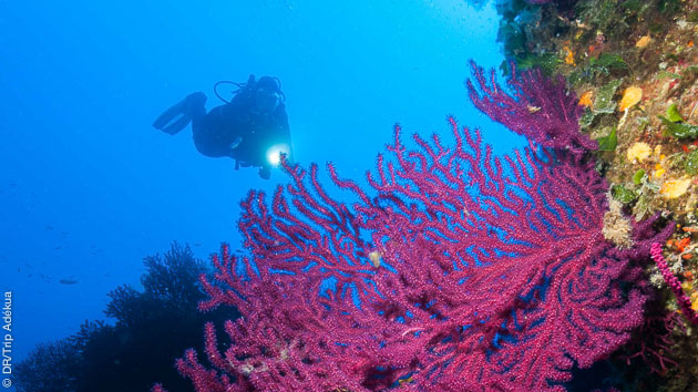 vacances avec plongée en Sicile à ustica