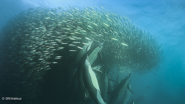 le sardine run en Afrique du sud