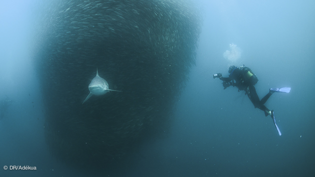 plonger avec les plus gros requins