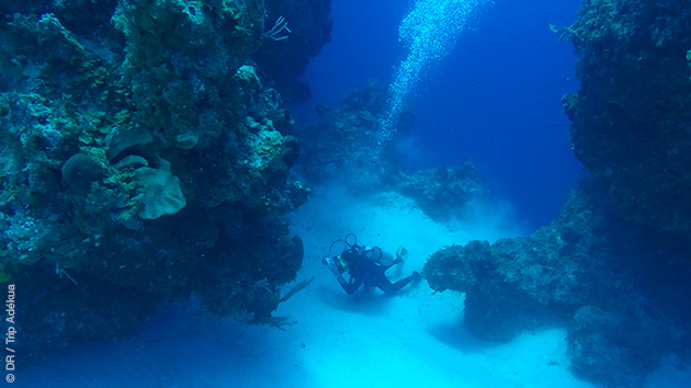 Vacances plongées dans les eaux des Caraïbes, aux Bahamas
