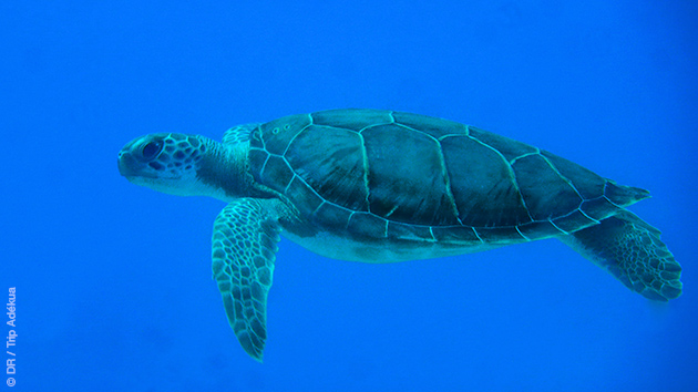Découvrez la faune sous-marine des Caraïbes lors de ce séjour plongée aux Bahamas : barracudas, tortues ou même requins parmi les gros...