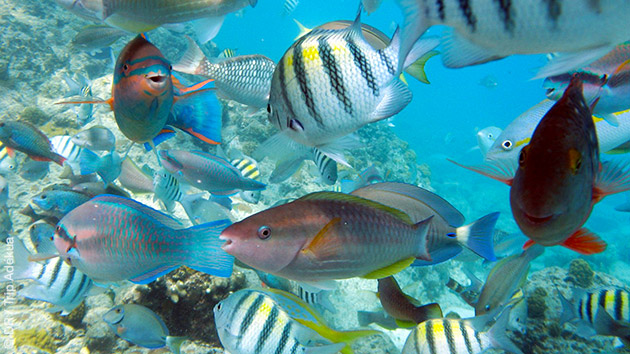 Plongée à la Dominique, en formule tout compris !