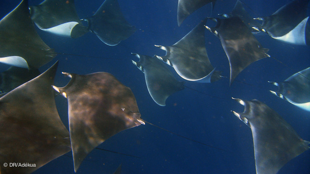 Séjour plongée à Playa del Carmen, au Mexique