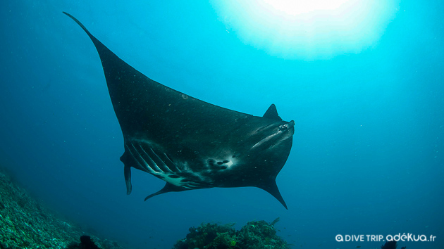 Croisière plongée à Komodo, à la rencontre des mantas, dauphins, requins...