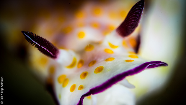 Plongées découvertes des nudibranches avec Trip Adékua