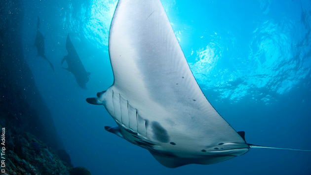 Raja Ampat, et le vol des mantas à découvrir en plongée