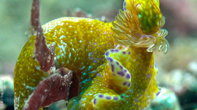 Plongée à Lembeh, paradis du muck dive en Indonésie