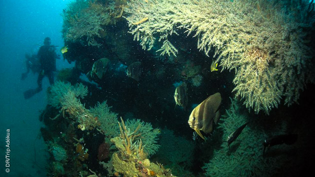 Plongée dans l'archipel des Visayas, aux Philippines