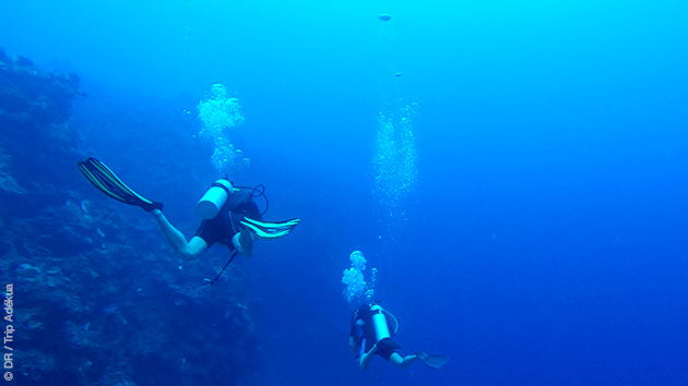 Plongée aux Bahamas : à la rencontre des poissons de récifs, tortue et requins...