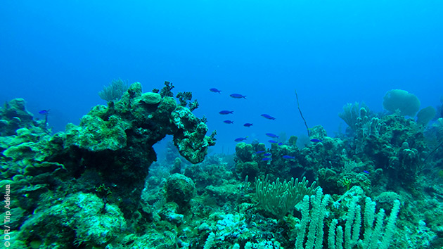 Plongée dans les eaux cristallines des Bahamas