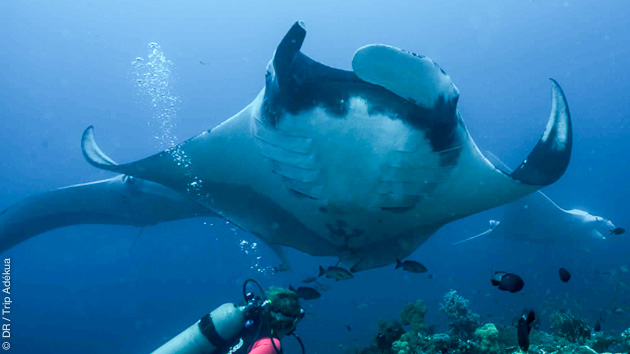Safari plongée en Indonésie, entre Bali et Nusa Penida, à la rencontre des raies mantas