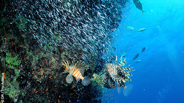 Plongez en Egypte, dans les eaux foisonnantes de la Mer Rouge
