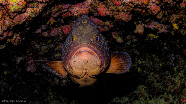 plonger à Tenerife aux Canaries