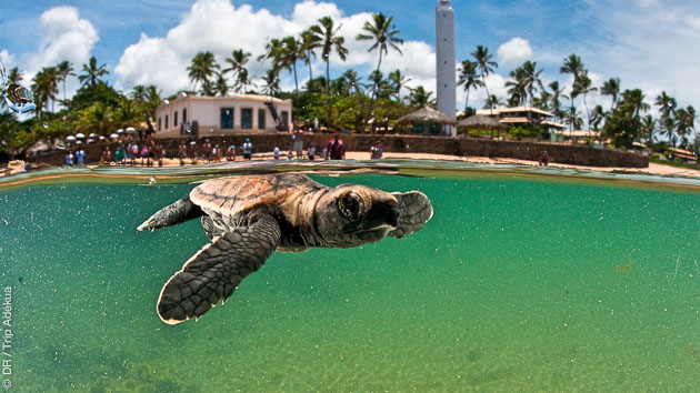 A Praia do Forte, point de danger ! Et du bon surf avec les tortues !
