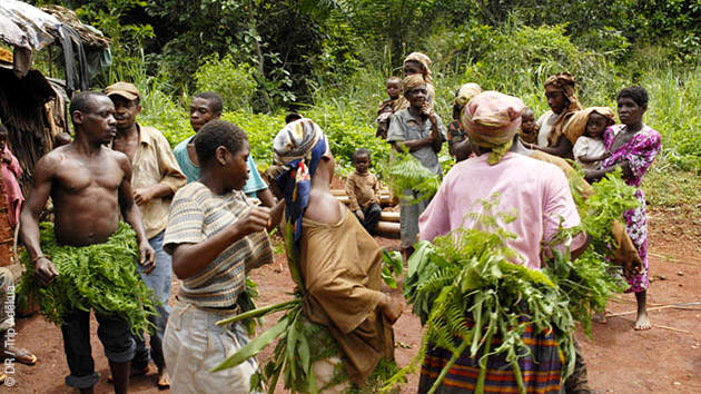 Randonnées au coeur de la forêt camerounaise à la rencontre des Pygmées Baka