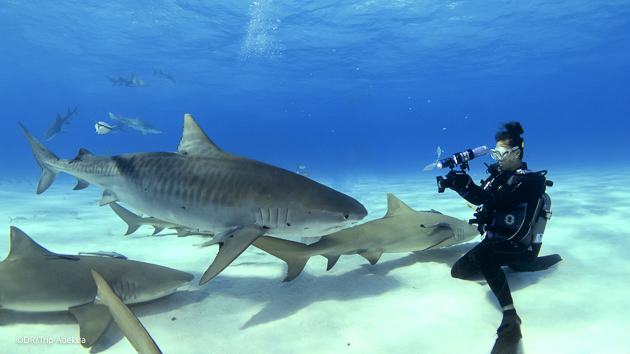 Croisière plongée requins aux Bahamas, Tiger Beach et Bimini, avec Dive Trip Adékua