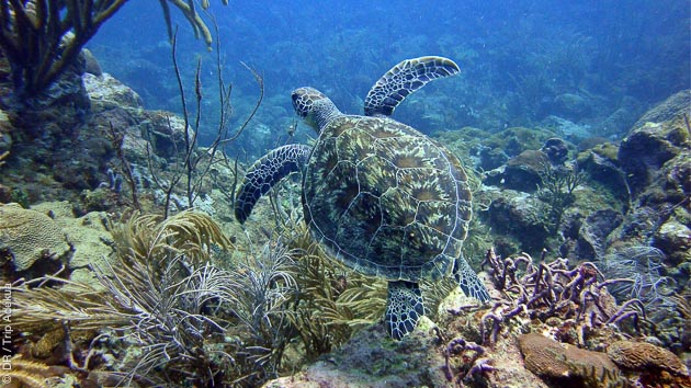 Plongée à Tobago, sites de Speyside dans la mer des Caraïbes