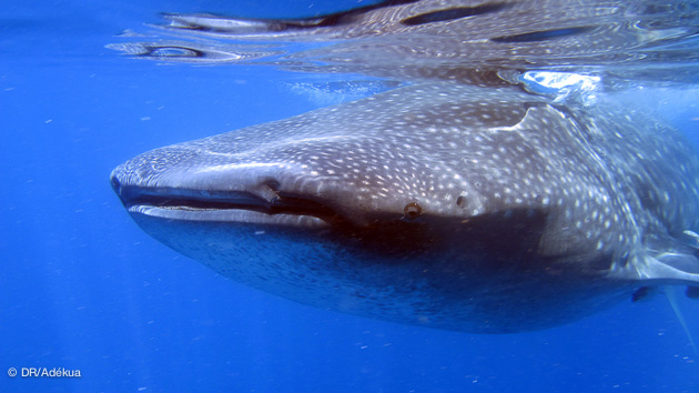 Plongée à Playa del Carmen, Riviera Maya et requins-baleines au Mexique