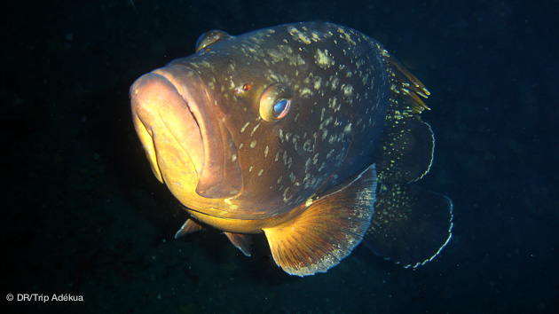 Séjour plongée à Lanzarote aux Canaries avec Dive Trip Adékua